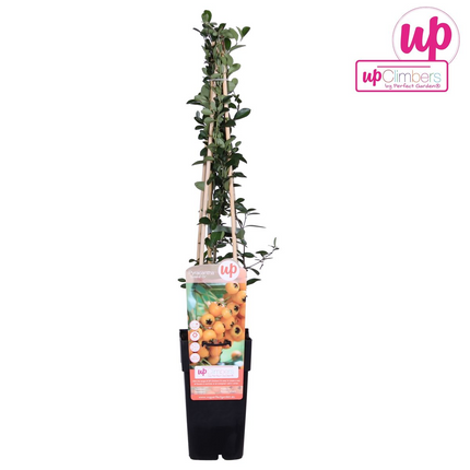 Pyracantha 'Soleil dOr' - Vuurdoorn - ↕65cm - Ø15cm