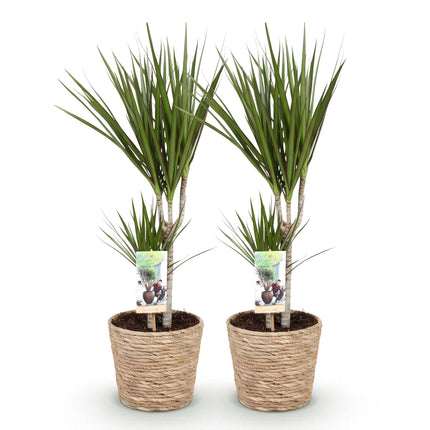 Dracaena Marginata - Dragetræ - med kurv - ↕70-80cm - Ø17cm - 2x