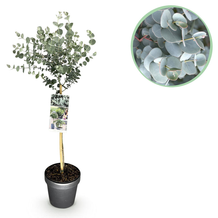 Eucalyptus gunni Azure - Feuilles grises - Pot de 19 cm - Hauteur 90 cm