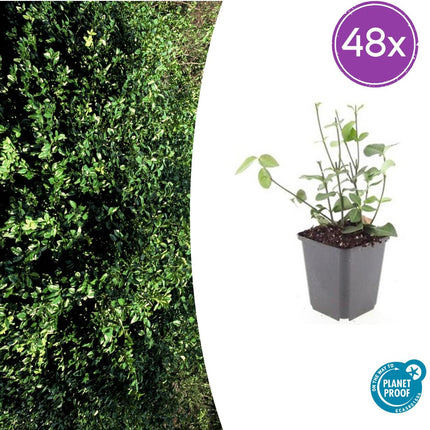Euonymus fortunei 'Coloratus' - Kardinaalsmuts - ↕10-25cm - Ø9cm - 48x