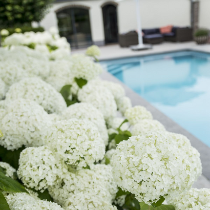 Hydrangea Arborescens 'Strong Annabelle' - ↕30cm - Ø19cm