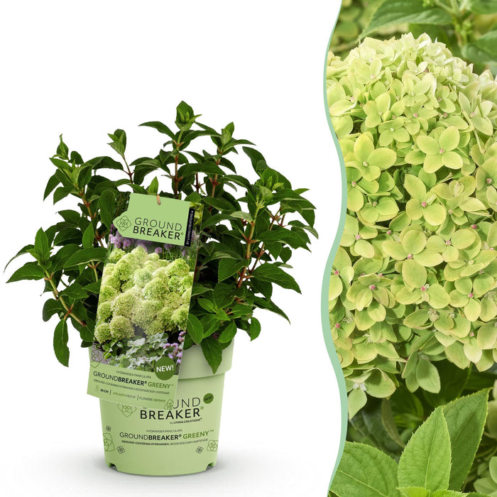 Hydrangea panniculata Groundbreaker Greeny - Pluimhortensia - Creme - ↕20-25cm - Ø14cm