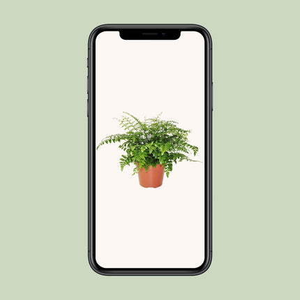 Asplenium Parvati - Nestfarn - ↕30cm - Ø17cm