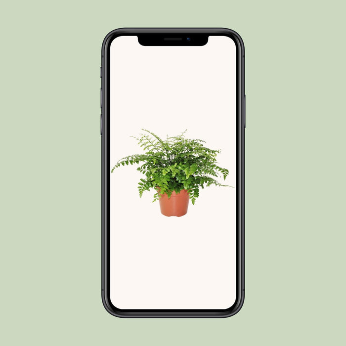Asplenium Parvati - Nestvaren - ↕30cm - Ø17cm