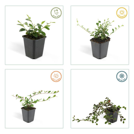 Cotoneaster dammeri 'Major' - Dwergmispel - ↕25cm - Ø9cm - 48x