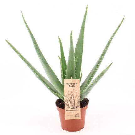 Aloe Vera OUTDOOR - ↕45cm - Ø14cm - Garden plant - Outdoor plant