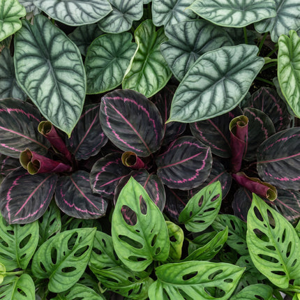 Baby Planten Jungle Mix - Diversen 3x - Tropisch - incl. Copper Reef - Ø6cm - ↕10-15cm