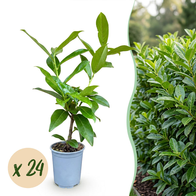Prunus laur. Novita - Wawrzyn wiśniowy - 24 rośliny żywopłotowe - Zimozielone - Zielone - Doniczka 9 cm - Wysokość 25-35 cm