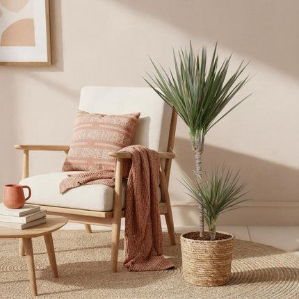 Dracaena Marginata Bicolor – Drachenblutbaum – Topf 21 cm – Höhe 90–100 cm