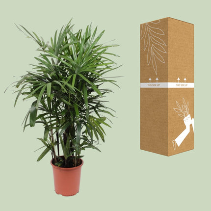 Rhapis Excelsa - Palmera de bambú - ↕120cm - Ø27cm