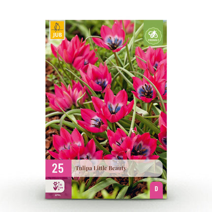 Flower Bulbs - Tulip Little Beauty - Color Dark Pink - 25 pieces - Bulb Size 6/7 - XXL Pack