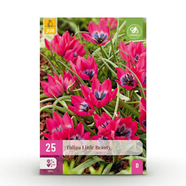 Bulbi di fiori - Tulipano Little Beauty - Colore rosa scuro - 25 pezzi - Misura bulbo 6/7 - Confezione XXL