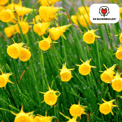 Clochettes dorées Narcisses 25 pièces