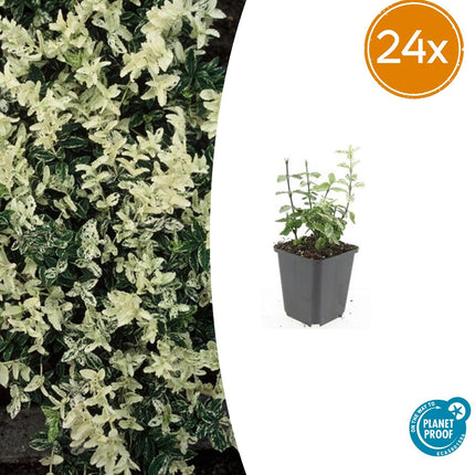 Euonymus fortunei 'Arlecchino' - Cappello da cardinale - ↕10-25cm - Ø9cm - 24x