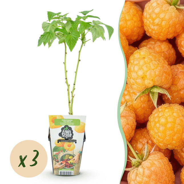 Raspberry - Rubus idaeus Fallgold - Yellow Raspberry - Ø9cm - 3x