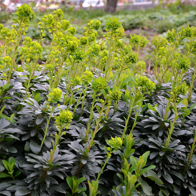 Euphorbia amygdaloides robbiae - Spurge - ↕10-25cm - Ø9cm - 48x
