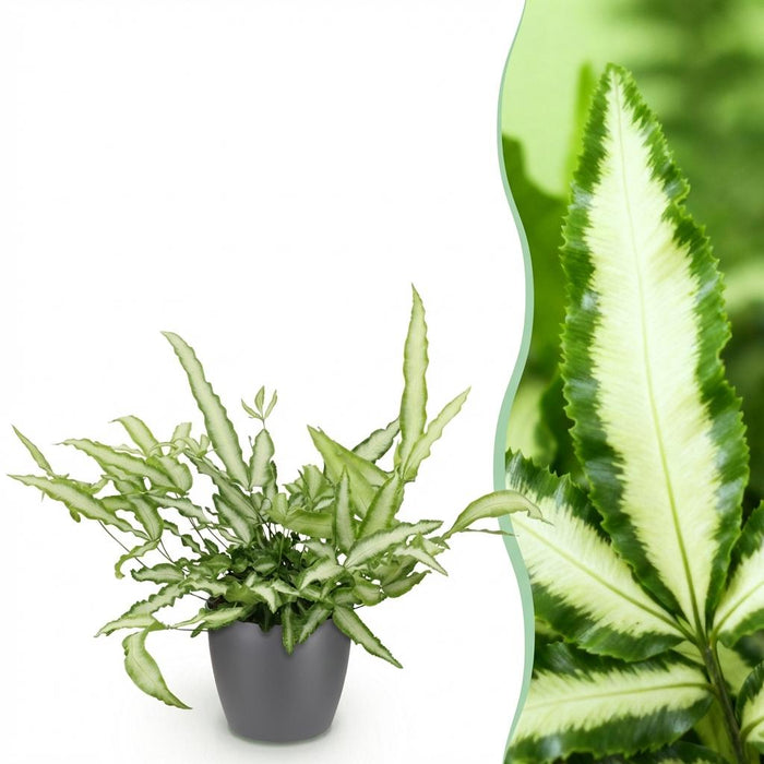 Pteris cretica Albolineata - Lintvaren - met grijze plantenpot - ↕20cm - Ø12cm