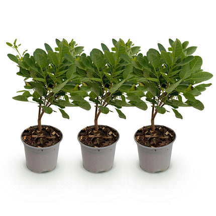 Cotinus coggygria Young Lady - Wig tree - Green - ↕35cm - Ø12cm - 3x