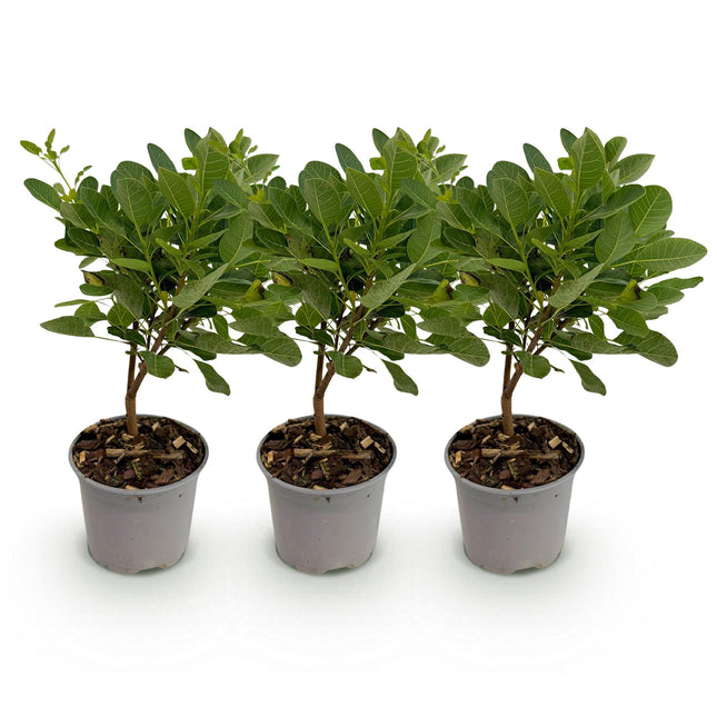 Cotinus coggygria Young Lady - Paryktræ - Grøn - ↕35cm - Ø12cm - 3x