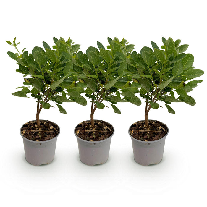 Cotinus coggygria Young Lady - Wig tree - Green - ↕35cm - Ø12cm - 3x