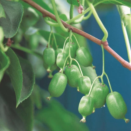 Acitinidia arguta Issai - Planta de kiwi - Autopolinizante - Fruto verde - 2 plantas - Maceta de 15 cm - Altura: 50 cm
