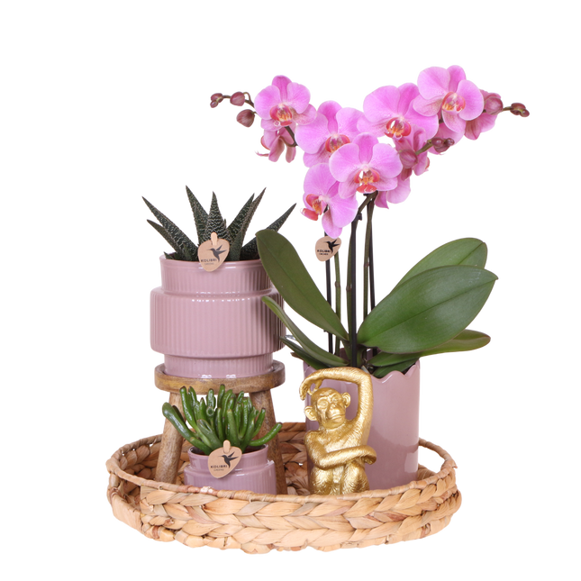 Kolibri Orchids | Gift Set Desert Summer Paars - Roze-Paarse Phalaenopsis Orchidee Mineral Frederikstad & Succulenten