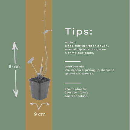Persicaria bistorta - Adderwortel - ↕10-25cm - Ø9cm - 12x