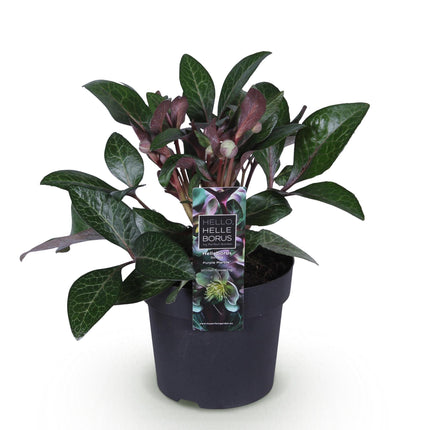 Lenteroos - Helleborus lividus Purple Marble - Paarse Bloem - ↕35cm - Ø14cm