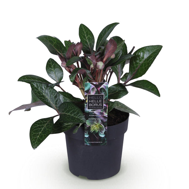 Forårsrose - Helleborus lividus Lilla Marmor - Lilla Blomst - ↕35cm - Ø14cm