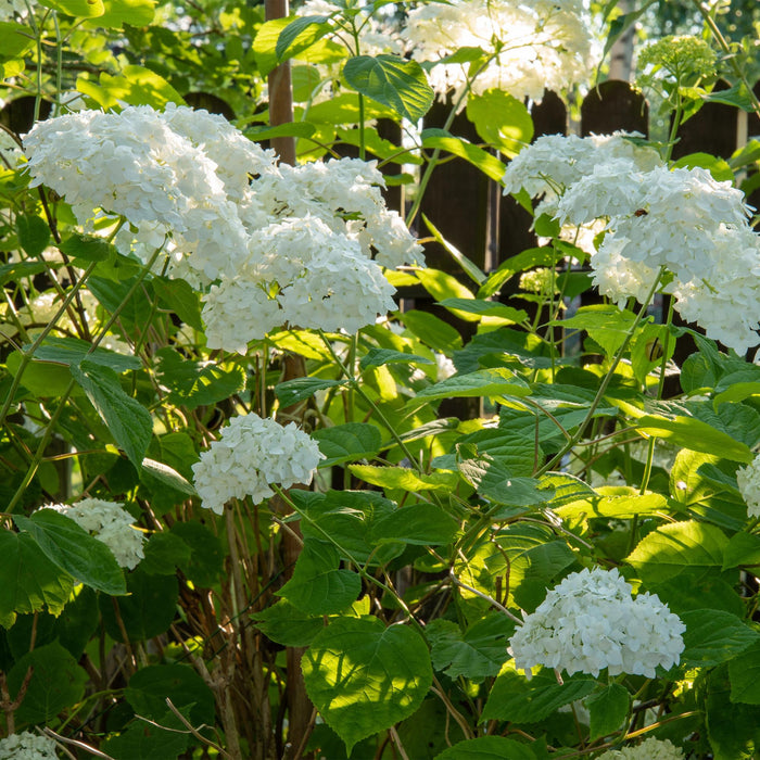 Pluim Hortensia - Hydrangea arborescens Annabelle - Bloem Wit - 3 Planten - 1 m2 - Bladverliezend - Grote Bloemen - Pot 17cm Hoogte 50cm