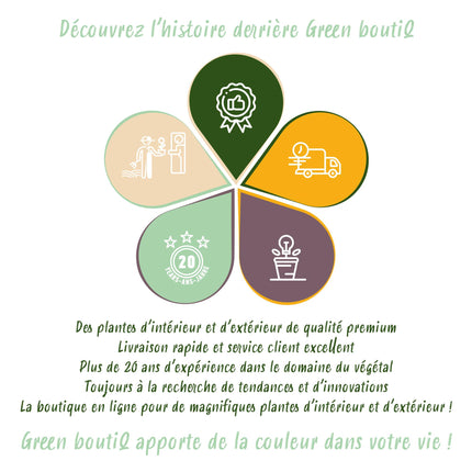 Viburnum tinus - Pianta su stelo - Pianta da terrazzo - ↕90cm - Ø19cm