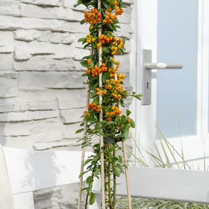 Pyracantha 'Orange Glow' - Vuurdoorn - ↕65cm - Ø15cm - 4x