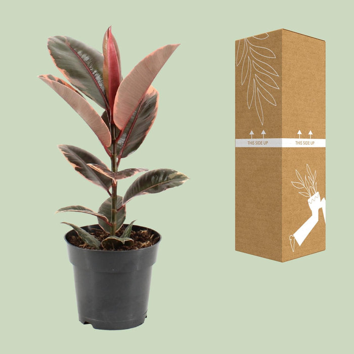 Ficus Elastica Belize - ↕55cm - Ø17cm