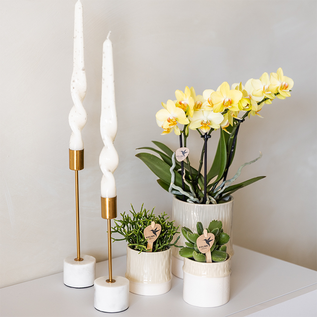 Kolibri Home | Maceta decorativa con forma de árbol - Travertino - Ø6cm