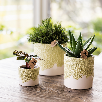 Kolibri Home | Doniczka dekoracyjna Bloom - zielona - Ø9 cm