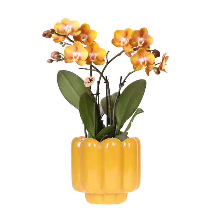 Kolibri Orchids | Oranje/gele Las Vegas orchidee + Retro oker sierpot - potmaat Ø12cm | bloeiende kamerplant – vers van de kweker