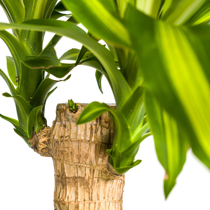 Dracaena Fragrans Massangeana with basket - ↕90-110cm - Ø21cm