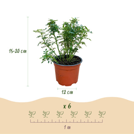 Rosa Cutie Pie - Roos - Winterhard - Roze - 1 Plant - Pot 12cm - Hoogte Hoogte 20-25cm