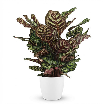 Calathea Makoyana - Påfugleplante - med hvid potte - ↕70cm - Ø19cm