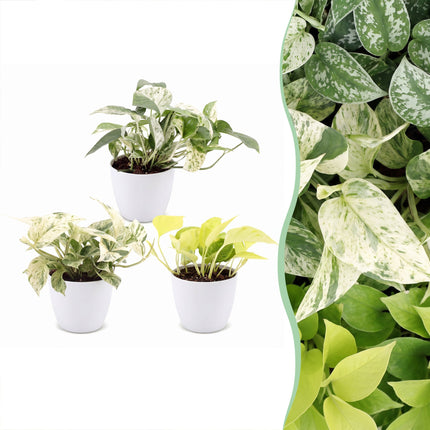 Epipremnum Tricolour 3x - Geel - Groen - Creme - Tropisch - incl. witte pot - Ø6cm - ↕20-25cm