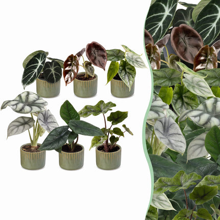 Baby Alocasia Familie 6x - Rood - Groen - Zwart - Zilver - Grijs - Tropisch - incl. Linnea Olive - Ø6cm - ↕12cm