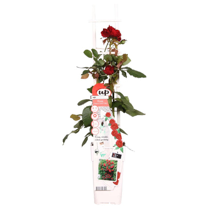 Rosa Crazy in love 'Red' - Red Rose - ↕65cm - Ø15cm