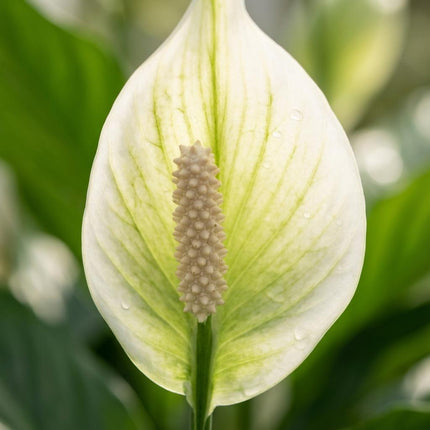 Spathiphyllum Lepelplant - ↕35-40cm - Ø12cm - 4x