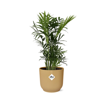 Chamaedorea Elegans in elho Vibes Fold Ø14cm yellow