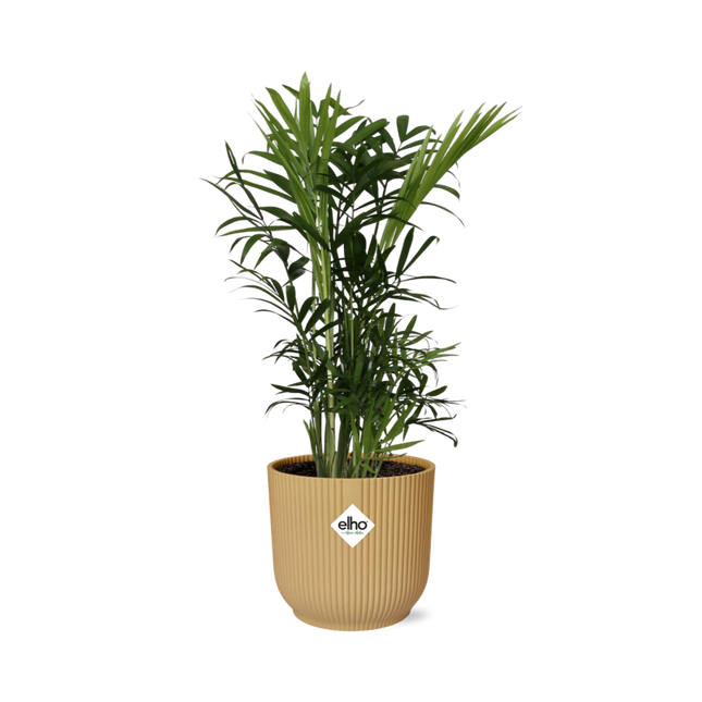 Chamaedorea Elegans in elho Vibes Fold Ø14cm geel