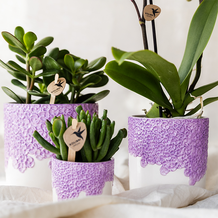 Kolibri Company | Bloom Purple Plant Set | Lilla Wienerorkidé + grønne planter inkl. dekorative potter