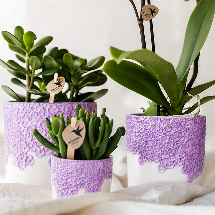 Kolibri Company | Plantenset Bloom Purple | Paarse Vienna orchidee + groene planten incl. sierpotten