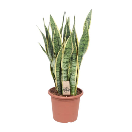 Sansevieria Trifasciata Laurentii - Vrouwentong - ↕85cm - Ø25cm