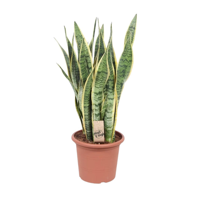 Sansevieria Trifasciata Laurentii - Roślina wężowa - ↕85cm - Ø25cm