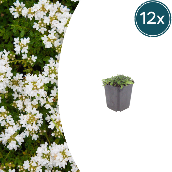 12x Thymus praecox 'Albiflorus' - ↕10-25cm - Ø9cm